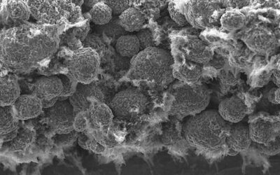 lithium ion cathode
