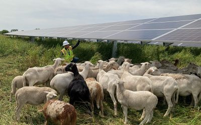 Blind Creek will co-locate solar PV, battery storage and sheep farming, as seen in this image of an existing agrivoltaics project. Image: Rob Davis / Agrisolar Clearinghouse via Flickr.