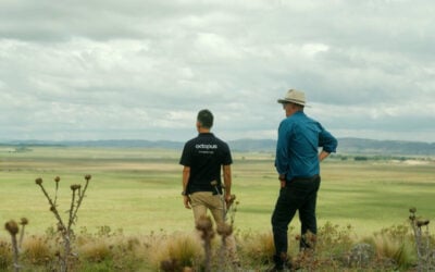 Image: Octopus Australia.