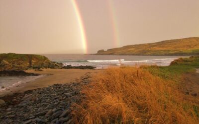 Shetlands