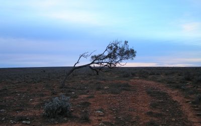 Windblown_tree_lrg_LGap