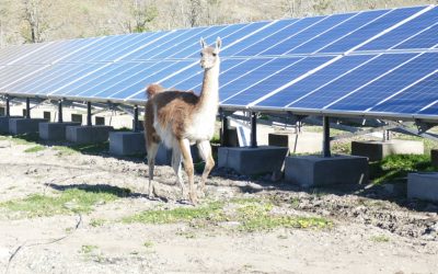 llama_patagonia_tesvolt