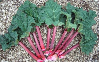 rhubarb_750_563_s